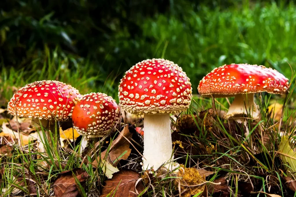 Amanita muscaria